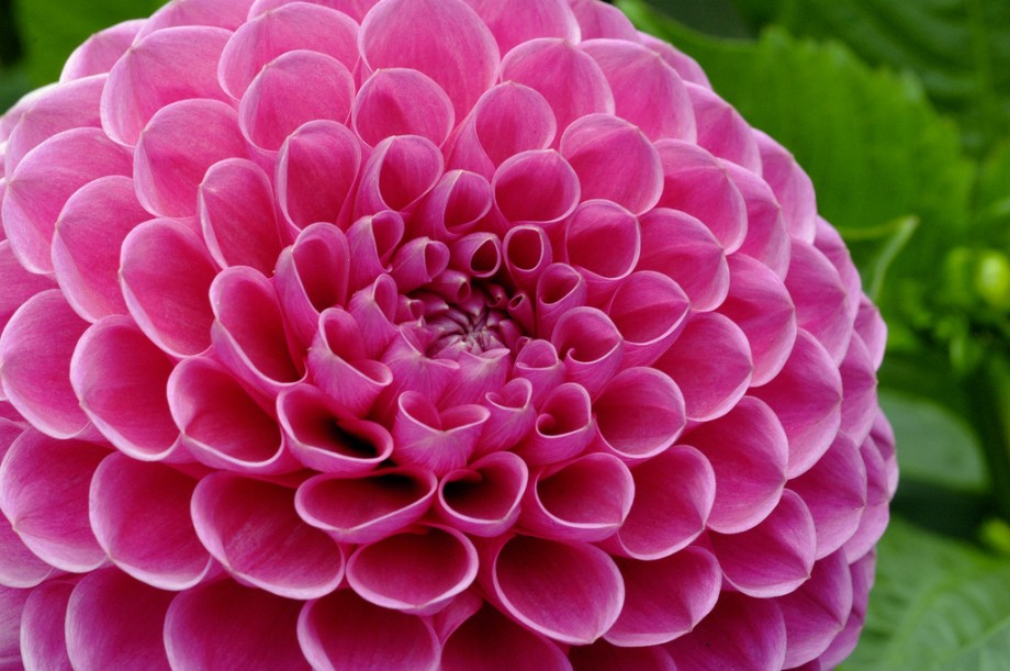 How to Grow Dahlias VICTORIA DAHLIA SOCIETY