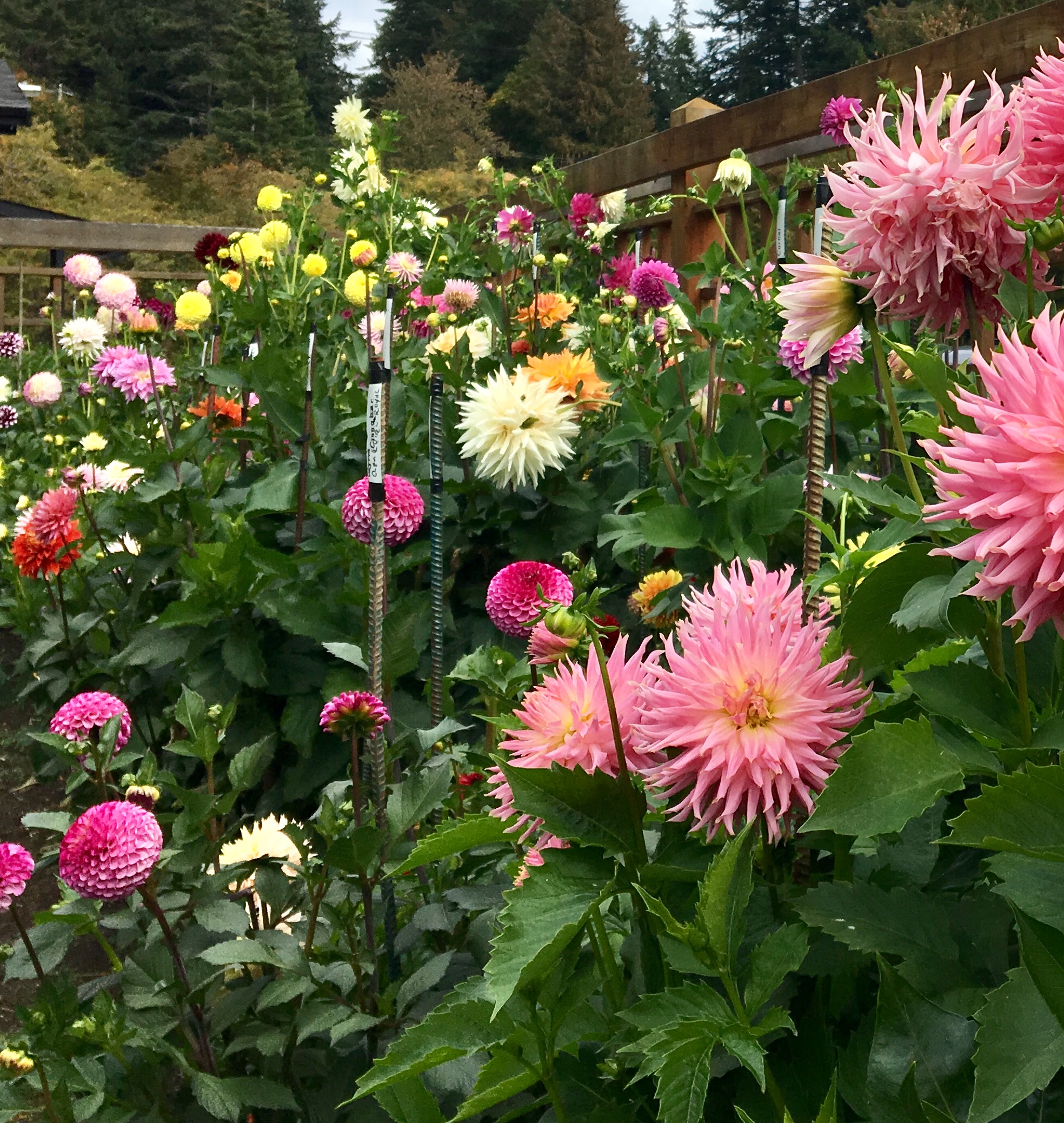 Victoria Dahlia Society Dedicated Dahlia Growers in Victoria BC