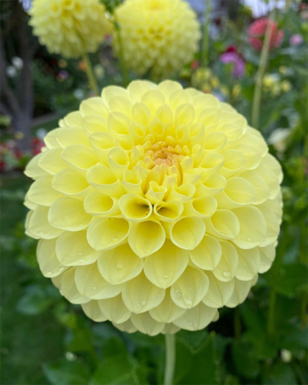 VICTORIA DAHLIA SOCIETY – Dedicated Dahlia Growers in Victoria BC