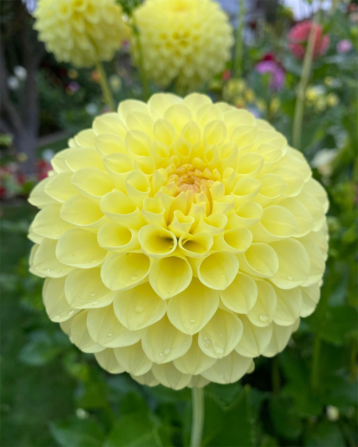 VICTORIA DAHLIA SOCIETY – Page 5 – Dedicated Dahlia Growers in Victoria BC